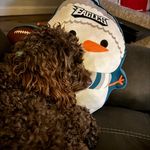 Frances Joanne - @mabel.lynne.cockapoo - Instagram