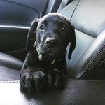 Mabel Lynn - @mabel_and_pearl_thelabradorks - Instagram