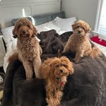 millie+mabel+maddox - @3puppykins - Instagram