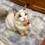 Mabel Mak - @mrsyaumm - Instagram
