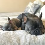 •  M A L O N E & M A B E L  • - @malone_and_mabel - Instagram