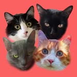 Lelo, Mabel, Leopoldo, Olga e sua gateira Margareteee - @dicadagateira - Instagram
