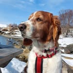 Margareth Mabel Angelsen Tøllefsen - @laikathewelsh - Instagram