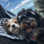 Mabel 🩷 & Marshall 🩵 - @mabel_and_marshall - Instagram
