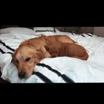 Mabel and Marshall - @mabelandmarshall - Instagram