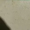 Mabel Marshall Harris - @mabel.marshall.ha - TikTok