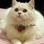 Mabel mashall - @mabel_marshall_cat_family - Instagram