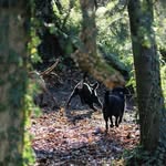 Rosie, Rufus & Mabel Marshall - @two_and_a_quarter_pedigree - Instagram