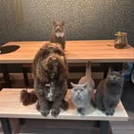 Mabel 🐶 Marvin 🐱 Margot 🐱Ernie 🐱 - @this.is_emmm - Instagram