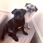 Mabel and Marvin - @mabes_and_marv - Instagram