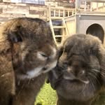 Mabel and Marvin 🐰🐰 - @mabelandmarvgiantfrenchlops - Instagram