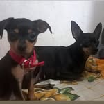 Mabel e Marvin - @mabelmarvinpincher - Instagram