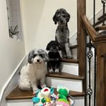 Mabel Laine | Millie Bea | Marvin Gray - @myaussiedoodletribe - Instagram