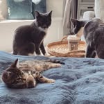 Marvin 👑 Milly 💍 Prawn 🍤 Cloud ☁️ & Mabel 👼🏻 - @marvinmillyprawncloudandmabel - Instagram