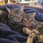 Marvin and Mabel - @marvin.and.mabel - Instagram