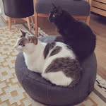 Marvin and Mabel - @marvin_n_mabel - Instagram
