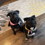 Marvin and Mabel 🩷 - @marvin_and_mabel - Instagram