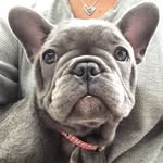 Marvin Mabel - @marvinandmabel - Instagram