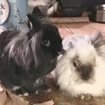 Marvin&Mabel - @marvin_mabel_bunnies - Instagram