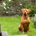 Mabel - @mabel_the_mastador - Instagram
