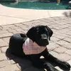 MabeltheMastador - @mabelthemastador - TikTok
