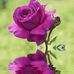 Mabel M Master - Facebook