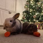 Mabel & Melvin The Mini Lops🐰🐰 - @minilopmabel - Instagram