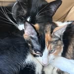 Mabel and Melvin 🐈🐈‍⬛ - @mabel05042020 - Instagram