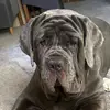 Mabel, Melvin and Mum - @mabelandmum - TikTok