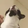 Melvin and Mabel - @melvinandmabel - TikTok