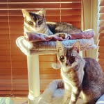 Melvin and Mabel, the Tabby Twins - @melvin_and_mabel_tabbies - Instagram