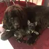 Mabel Mills - @grizzly.gunther.bear - TikTok