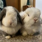 Henry + Mabel Minor - @henry.and.mabel - Instagram