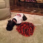 🔸🔹Mabel Minor 🔹🔸 - @auburnschnauzer - Instagram