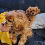 Monty and Mabel - @montgomery.and.mabel - Instagram