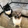 Mabel and Mooney - @mabelandmoon - TikTok