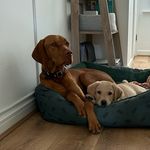 🧡 Mabel and Morris 💛 - @mabel_and_morris_adventures - Instagram