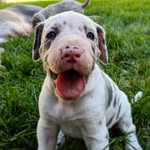 Mabel Morris - @mabel.great.dane - Instagram