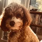 mabel moo - @miss.mabel.moss - Instagram