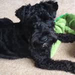 Mabel Mullins 🐾 - @mabel_mini_schnauzer - Instagram