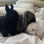 Mabel & Murray & Margot - @murraymabelandmargot - Instagram