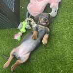 Mabel Murray - @mabel.dachshund1 - Instagram
