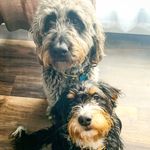 • Murray & Mabel • - @murray_n_mabel - Instagram
