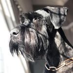 Mabel & Norman , Violet & Mirabel - @giantschnauzerbristol.uk - Instagram