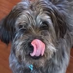 🐶mabel norman🐶 - @mabelnorman16 - Instagram