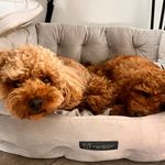 Mabel & Big Norris - @mabelandnorris_the_poodles - Instagram
