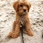 @mabelnorristhecavapoochon - Instagram