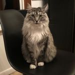 Mabel O’Brien - @mabel_themainecooncat - Instagram