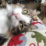 Mabel Oliver - @lebamcolia - Instagram