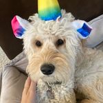Mabel O’Neal - @mabelballerina - Instagram
